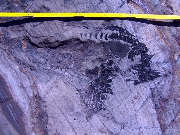 Có rất ít loài bò sát cổ xưa đã được tìm thấy ở Nam Mỹ trước đó, chỉ có một vài dấu tích còn sót lại của khung xương sườn và xương sống được tìm thấy. Bộ xương của ngư long lớn nhất được khai quật tại Chile có chiều dài hơn 5 m. Bộ xương được bảo quản rất tốt - một số mô mềm thậm chí vẫn còn giữ nguyên vẹn. Các nhà nghiên cứu cũng tìm thấy phôi hóa thạch bên trong một mẫu giống cái và gán nó vào họ Ophthalmosauridae (họ thằn lằn cá đã tuyệt chủng, xuất hiện ở kỷ Jura đến cuối kỷ Phấn trắng).