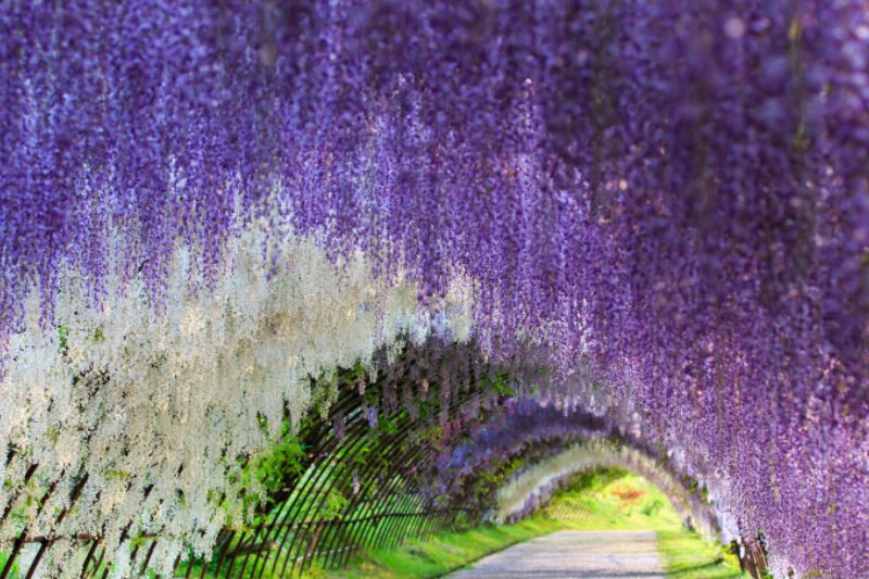 2. Đường hầm hoa đậu tía Wisteria Tunnel ở Nhật Bản: Nếu bạn muốn được đến một xứ sở thần tiên như trong các câu chuyện cổ tích thì Wisteria Tunnel trong khuôn viên của vườn Kawachi Fuji chính là một lựa chọn hoàn hảo. Đường hầm này tràn ngập các loại hoa đậu tía với nhiều màu sắc khác nhau như trắng, tím, hồng, xanh tạo ra không gian lộng lẫy, mộng mơ. Thời điểm lý tưởng để tới đây là vào mùa xuân, trong suốt thời gian Lễ hội hoa đậu tía diễn ra tại đây. 