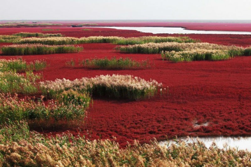 3. Biển Đỏ ở thành phố Bàn Cẩm, Trung Quốc: Trái với tên gọi của nó, đây không thực sự là một bãi biển. Người ta gọi nó là biển Đỏ bởi khu vực rộng lớn này được bao phủ bởi một loại rong biển màu đỏ có tên là Sueda. Loại rong biển này thường mọc và phát triển nhanh vào mùa xuân, đến mùa hè thì chúng vẫn có màu xanh lá cây và chuyển sang màu đỏ đặc trưng vào mùa thu. Bởi vậy, nếu muốn được chiêm ngưỡng bãi biển Đỏ tuyệt đẹp này, du khách nên tới vào thời gian khoảng từ tháng 9 đến tháng 11.