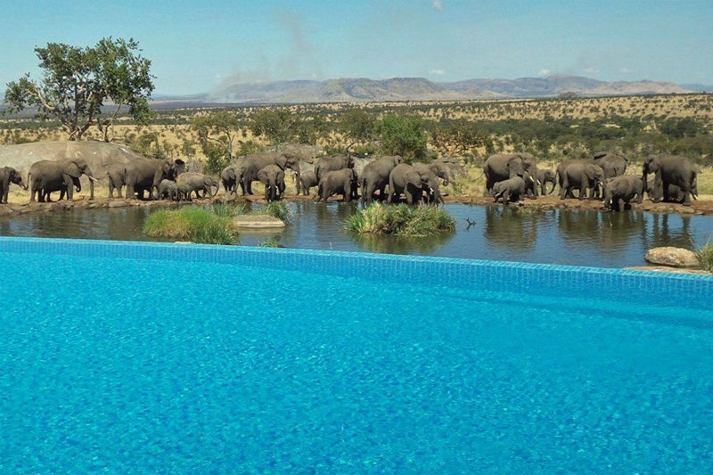 Khu nghỉ dưỡng Four Seasons Safari Lodge Serengeti ở Tanzania cho phép bạn vừa bơi lội vừa ngắm đàn voi ngoài sa mạc gần đó.
