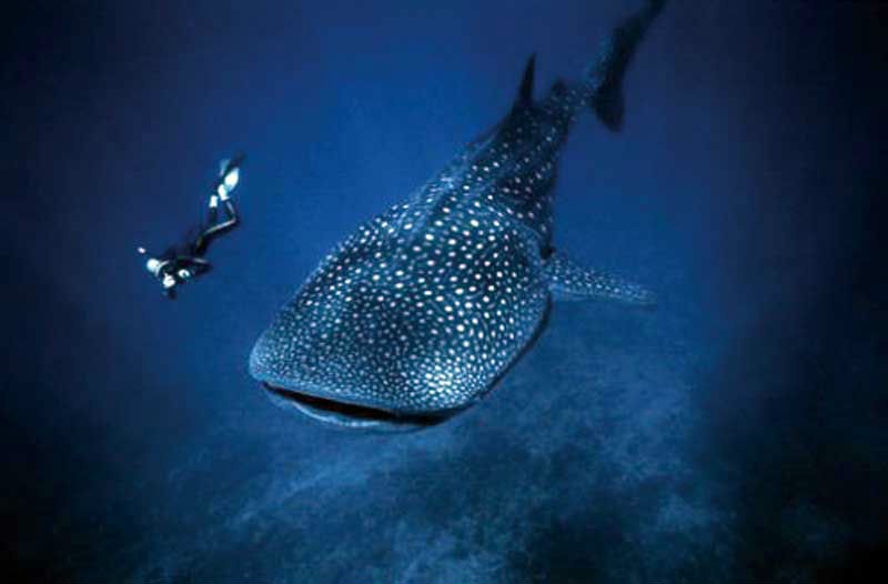 5. Holbox, Mexico - Tour du lịch bơi cùng cá mập: Là một hòn đảo phía tây bắc Cancun ở Vịnh Mexico, Holbox nổi tiếng thế giới là nơi chiêm ngưỡng loài cá mập di cư. Những chú cá biển lớn này thường di cư xuống miền nam vào mùa đông rồi lại trở lại phía bắc khi mùa hè tới. Holbox là một hòn đảo yên tĩnh nơi dân cư và du khách có thể đi lại chủ yếu bằng xe điện chở khách. Nếu là người ưa mạo hiểm, du khách có thể đăng ký tham gia bơi cùng cá mập trên biển.