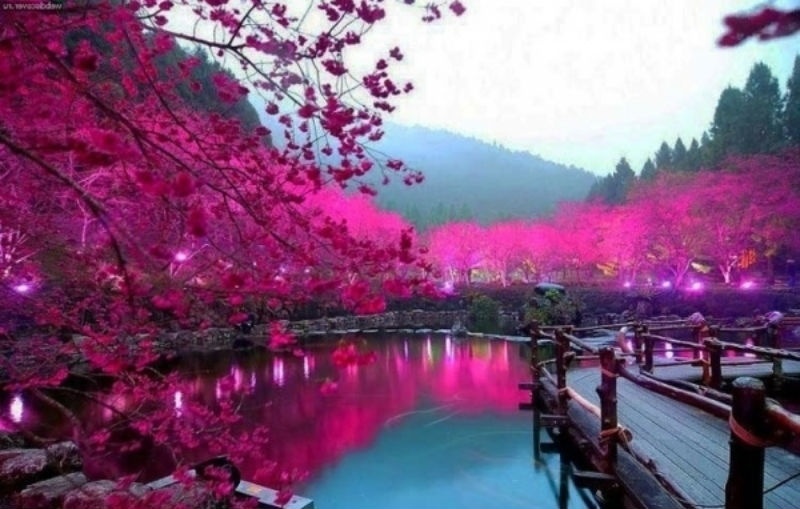 7. Song Ngư Pisces (20/2 – 20/3): Song Ngư mơ mộng luôn tìm kiếm một chút huyền bí, lãng mạn và yên bình. Những hoạt động tĩnh tâm thư giãn như yoga hay lên chùa có thể phù hợp với họ. Đất nước Nhật Bản yên bình sẽ mang lại cho Song Ngư nhiều cơ hội được thư giãn, sống giữa thiên nhiên và tận hưởng không gian thơ mộng sau chuỗi ngày làm việc vất vả của mình.