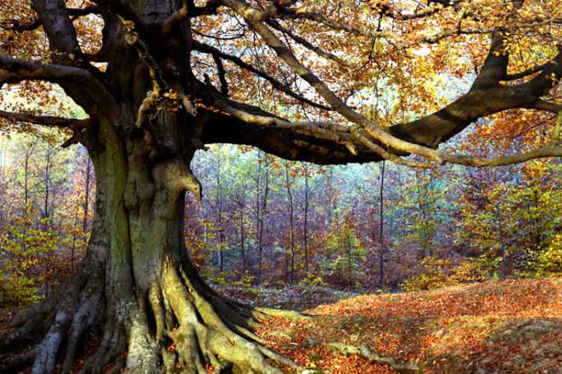 Rừng Dean, Anh: Tọa lạc ở Gloucestershire, rừng Dean được coi là một trong những rừng cây sồi lớn nhất và cổ đại nhất nước Anh, từng được sử dụng như một vùng săn bắn của hoàng gia. Đến đây, du khách sẽ được tản bộ hoặc đi xe đạp dưới những tán rừng để chiêm ngưỡng cảnh sắc mùa thu lãng mạn dưới bàn tay nhào nặn của thiên nhiên.