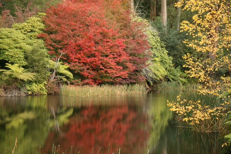 Dãy Dandenong, Australia: Mùa thu ở Australia thường diễn ra vào tháng 3, bởi vậy, tới Dandenong bạn sẽ kết hợp được những hoạt động trên bãi biển, lướt sóng trong mùa hè sống động, vừa được ngắm sắc màu rực rỡ của mùa thu. Là một công viên quốc gia có vẻ đẹp kỳ diệu, Dandenong càng trở nên rực rỡ khi những chiếc lá đổi màu khiến du khách luôn được đắm mình trong những vườn hoa tràn ngập sắc đỏ, vàng, xanh nơi đây.