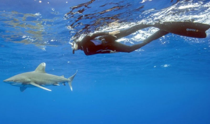 8. Cat Island, Bahamas: Vùng Cat Island là thiên đường ngủ quên ở biển Caribbean, nơi bạn có cơ hội ngắm nhìn vẻ đẹp choáng ngợp dưới đáy biển cùng loài cá mập vây trắng đại dương. Với hai màu tương phản nâu đen và trắng, loài cá mập này tuy có vẻ ngoài đáng sợ nhưng lại khá tò mò và hiền lành.