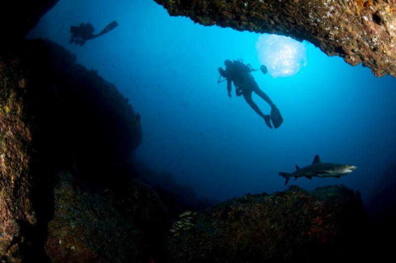 2. Đảo Cocos, Costa Rica: Đảo Cocos nằm cách đường bờ biển Thái Bình Dương của Costa Rica khoảng 483 km, được bao bọc bởi khu rừng nhiệt đới và hầu như không có người ở. Đây thực sự là điểm đến lý tưởng dành cho du khách yêu thích cá mập và lặn biển. Với những khung cảnh tuyệt đẹp dưới lòng đại dương cùng hàng ngàn sinh vật biển như cá mập, cá mập trắng, cá heo ... chắc chắn Cocos sẽ không làm bạn phải thất vọng. 