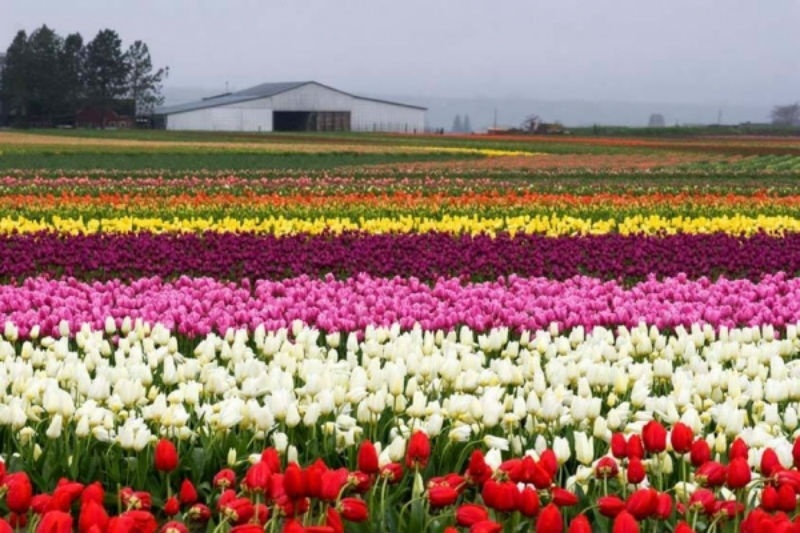 3. Cánh đồng hoa Tulip ở thung lũng Skagit, Washington: Nếu bạn yêu thích hoa tulip và những thứ nhiều màu sắc rực rỡ, đây là một địa danh lý tưởng dành cho bạn. Vào mùa xuân hàng năm, cánh đồng hoa tulip chào đón hàng ngàn du khách tới chiêm ngưỡng vẻ đẹp tráng lệ của nơi đây.