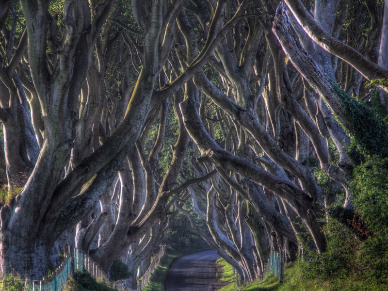 24. Đường Dark Hedges, Ailen: Vào thế kỷ 18, để gây ấn tượng với khách đến chơi, một gia đình quý tộc đã cho trồng những cây sồi dọc hai bên đường dẫn vào nhà. Bộ phim “Game of Thrones” từng có những cảnh quay được thực hiện tại con đường ma mị này.