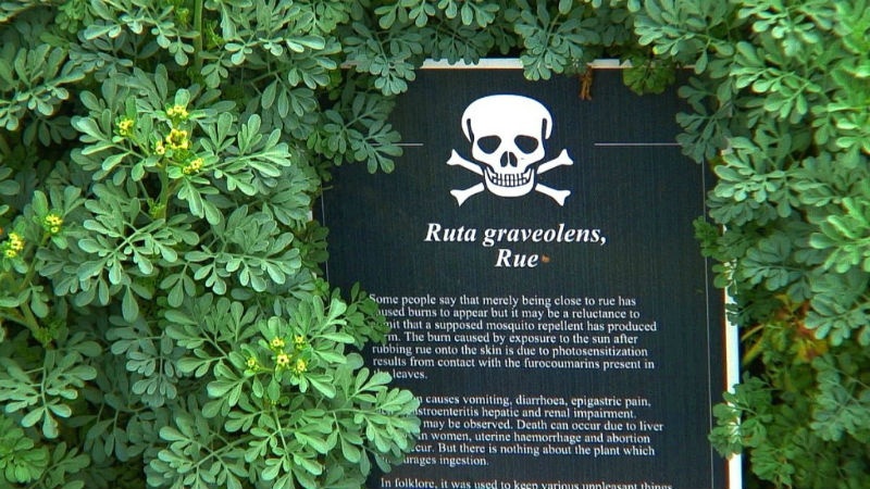 Trong hình là cây Cửu lý hương, có tên khoa học là Common Rue. Cửu lý hương có mùi rất khó chịu được sử dụng là thành phần của thuốc chống côn trùng và các loại thuốc giải độc. Tuy nhiên, nếu sử dụng không đúng cách, nó có thể gây nôn mửa và các vấn đề tiêu hóa khác, thậm chí có thể tử vong.