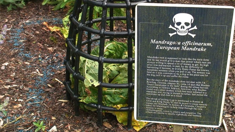 Europe Mandrake, một loại cây độc có quả vàng, có họ với cà chua, khoai tây, cà tím ... có tác dụng giảm đau, gây mê nhưng lại gây ra ảo giác, thôi miên và rất độc. Thời Trung cổ nó được dùng gây nên vấn đề mê tín dị đoan cho con người.