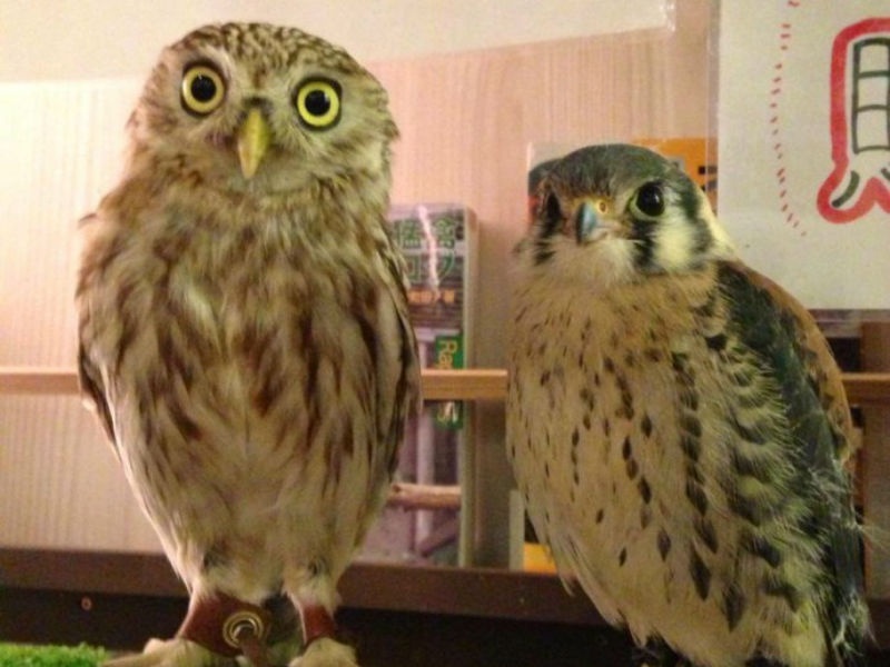 Mặc dù rất dễ thương, nhưng cú thường ít tiếp xúc với con người, nên các biện pháp an toàn luôn được ưu tiên hàng đầu. 