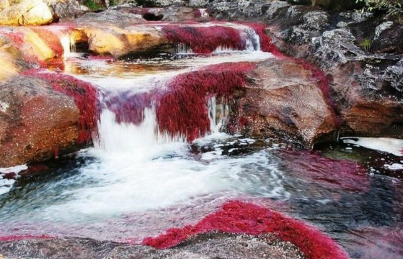 11. Cano Cristales (Colombia): Được gọi là 