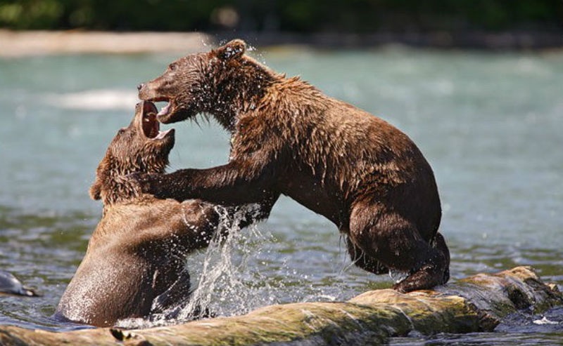 7. Sông Kenai (Hoa Kỳ): Cách Kenai Peninsula phía nam Alaska khoảng 82 dặm, sông Kenai là điểm đến câu cá phổ biến nhất trong tiểu bang này. Mỗi năm có tới hai mùa cá hồi, thu hút nhiều động vật hoang dã như nai sừng tấm, gấu đen và nhiều loài chim.