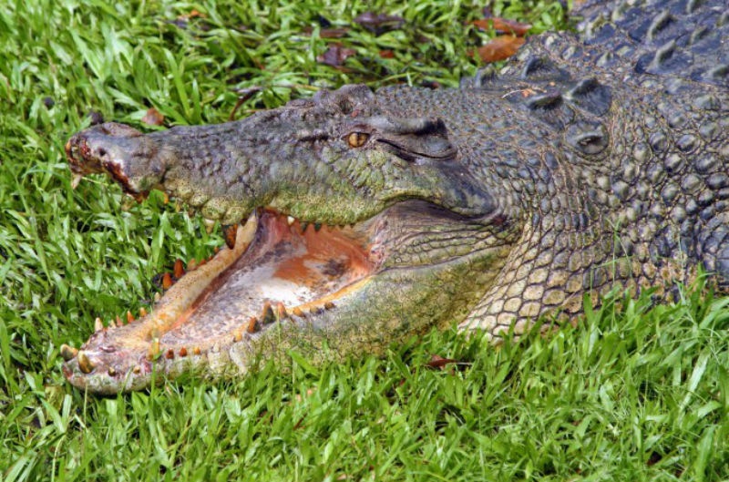 2. Bị cá sấu cắn cụt ngón tay và lôi xuống nước: Ian Jenkins là chủ sở hữu của Sở thú Snakes Downunder Reptile ở thị trấn Childers, bang Queensland, Australia. Ngày 4/1, khi đang biểu diễn với một chú cá sấu như thường lệ, Jenkins bị con cá sấu cắn cụt ngón tay cái và đầu cũng bị thương do bị lôi xuống hồ. Ảnh: NYPost.