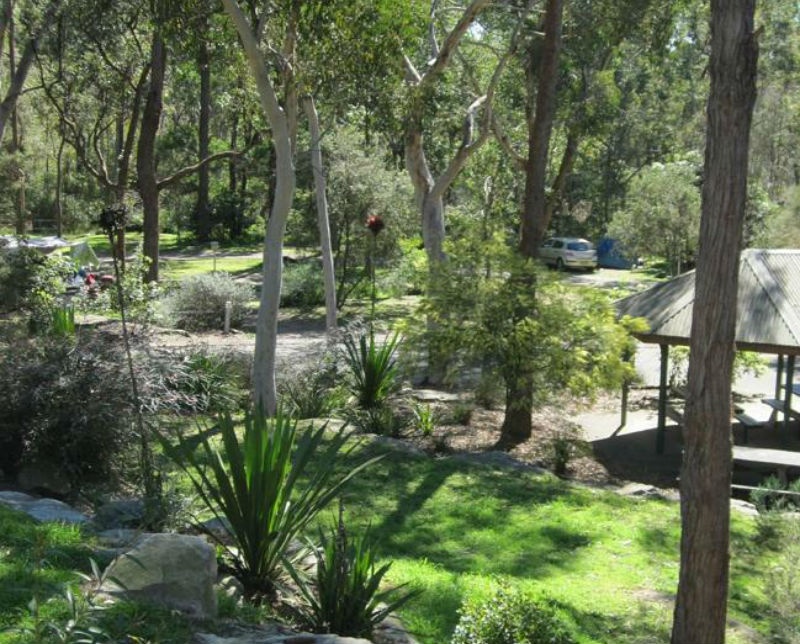 5. Bị mắc kẹt dưới gốc cây ở Australia: Ngày 1/1, một du khách người Pháp đi nghỉ ở Sydney, Australia đã gặp phải một sự cố hy hữu mà cô không thể ngờ tới. Một cây bạch đàn lớn đã đổ vào chiếc xe tải mà cô đang ngồi bên trong. Ảnh: News.