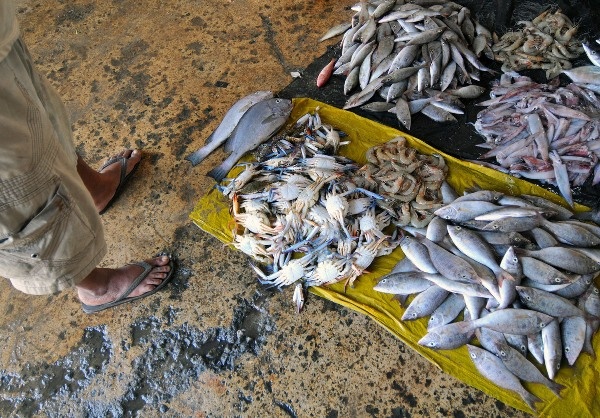 4. Cá bị ô nhiễm: Chất độc Polychlorodiphenyl có thể tích tụ trong cơ thể loài cá. Loại chất này rất không có lợi cho tinh trùng. Tốt nhất không nên ăn cá được bắt từ nguồn nước bị ô nhiễm. 