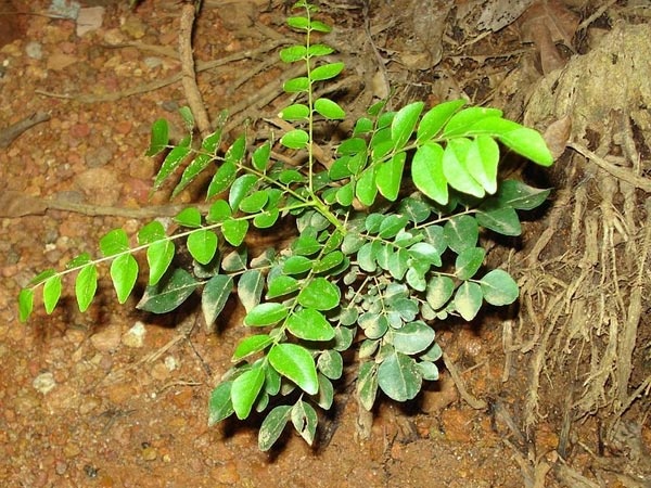 8. Lá cà ri: Lá cà ri rất phổ biến ở Ấn Độ. Chúng có tác dụng trong việc ngăn ngừa tóc bạc sớm. Lá cà ri cung cấp độ khỏe cho chân tóc. Ngoài việc thêm lá cà ri vào chế độ ăn, bạn có thể đun sôi lá cà ri với dầu dừa. Đây là một biện pháp khắc phục tuyệt vời để kích thích tóc tăng trưởng và tăng sắc tố tóc.