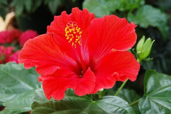 5. Mặt nạ hoa dâm bụt: Lấy cánh hoa dâm bụt nghiền nhuyễn rồi trộn với bột gạo nâu và vài giọt tinh dầu vitamin E. Thoa hỗn hợp này lên mặt, sau đó lau sạch bằng một miếng vải và rửa lại bằng nước sạch. Mặt nạ hoa dâm bụt giúp lấy đi bụi bẩn và dầu thừa nằm sâu trong da, kích thích lưu thông máu và tái tạo sự cân bằng da.