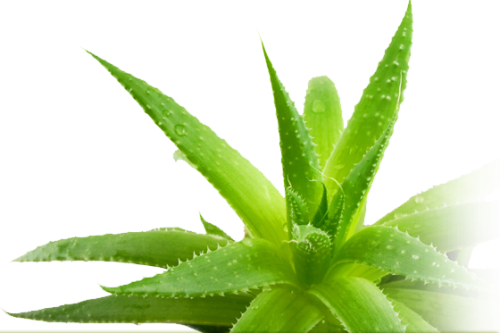 3. Lá cây lô hội: Những ai từng bị cháy nắng đều biết hiệu quả chữa lành da của lô hội, nhưng dùng nó dưới dạng nguyên chất vẫn là tốt nhất, bởi những sản phẩm bán sẵn sẽ ít tác dụng hơn: bạn chỉ cần thái lát lá lô hội và đặt mặt bên trong chứa nhựa lên vùng da bị bỏng hoặc viêm.