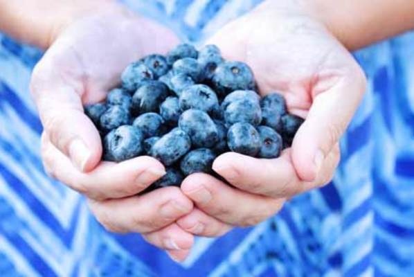 3. Quả việt quất: Ưu thế của việt quất là lượng calo thấp, nhưng lại giàu vitamin, chất xơ và polyphenol. Những thành phần này có tác dụng hỗ trợ khả năng hoạt động linh hoạt của các bộ phận trên cơ thể, thúc đẩy quá trình trao đổi chất.