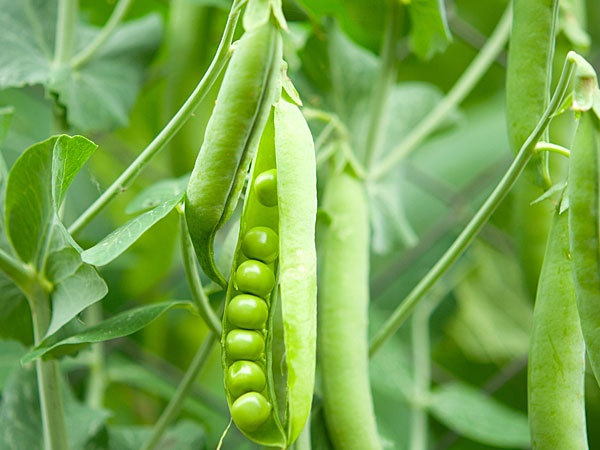 10. Các loại đậu như đậu xanh, đậu đen rất hiệu quả trong việc cải thiện kích thước bộ ngực một cách tự nhiên. Bên cạnh đó, đậu Hà Lan có chứa một hàm lượng estrogen cao giúp xây dựng các mô ngực và làm săn chắc làn da của vòng một.