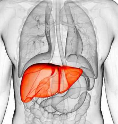 Các vấn đề về gan: Các thực phẩm chế biến rất giàu xi-rô fructose corn. Chất này sẽ làm cho cơ thể tiêu thụ nhiều calo và chất béo dự trữ, làm tổn hại cho gan giống như các tác hại do rượu mang lại.