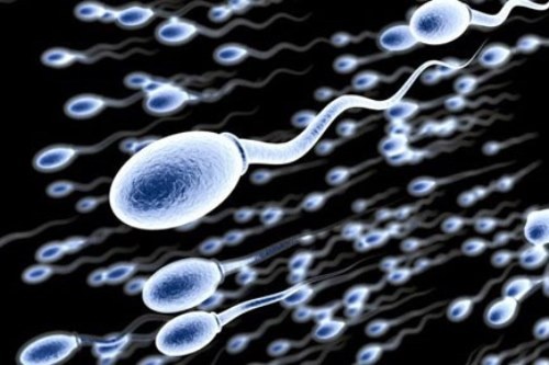 Giai ma nguyen nhan quy ong khong co tinh trung hinh anh