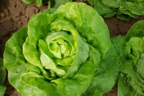 Tac dung khong phai ai cung biet cua rau xa lach hinh anh