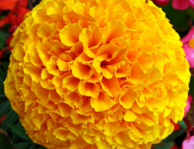 4. Cúc vạn thọ: Cúc vạn thọ có chứa kim cúc, một thành phần phổ biến trong các sản phẩm chống côn trùng, đặc biệt nó có một mùi thơm độc đáo mà muỗi rất không ưa. Trồng một vài chậu hoa cúc vạn thọ xung quanh nhà, ngoài vườn, muỗi chắc chắn sẽ không thể tấn công con người. Ảnh: Wikimedia.