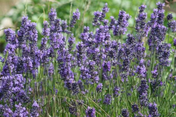 6. Cây oải hương: Không chỉ là loại hoa màu tím tuyệt đẹp, oải hương còn là một trong những phương pháp chống muỗi tự nhiên nhất. Mùi hương của nó vô cùng quyến rũ nhưng lại không được muỗi và một số loài côn trùng ưa thích. Hoa oải hương vừa là cây trang trí tuyệt vời, vừa có mùi hương dễ chịu có tác dụng làm thư giãn thần kinh. Hãy trồng một số chậu oải hương quanh nhà, trên cửa sổ đầy nắng, bạn còn có thể phơi khô hoa oải hương để dùng làm trà thảo dược thơm ngon. Ảnh: Blogspot.