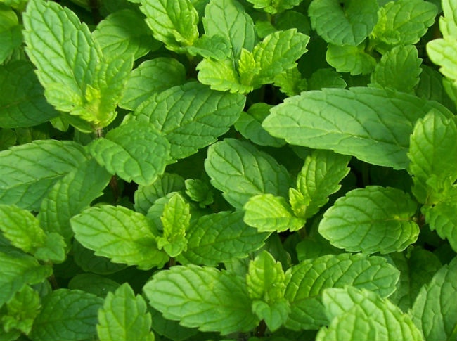 7. Bạc hà: Không chỉ có tác dụng xua đuổi muỗi, lá bạc hà còn có công dụng tuyệt vời trong việc làm dịu và giảm ngứa khi bạn bị muỗi hoặc côn trùng đốt. Ảnh: Oldworldgardenfarms.
