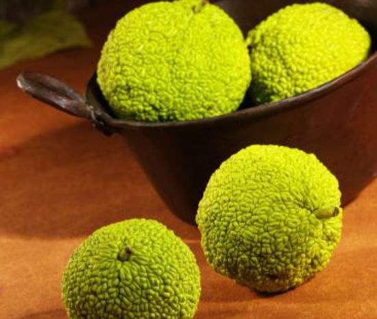 4. Quả sa kê: Quả sa kê có một mùi hương mạnh đến nỗi loài gián phải tránh xa. Chỉ cần đặt một vài quả sa kê vào những nơi gián thường đến, ngôi nhà sẽ không chỉ có mùi thơm dễ chịu mà còn có thể đuổi loài gián hiệu quả.