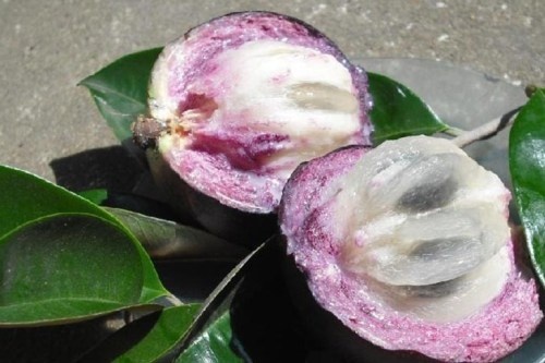  6 loai qua chin tot cho be-Hinh-12 Qua phân tích, người ta thấy vú sữa vô cùng giàu canxi, là thứ quả giàu canxi nhất trong các quả ăn được ở ta. Trong 100g vú sữa cung cấp khoảng 68mg canxi. Lượng canxi này đủ cho 6,8% nhu cầu của bé.