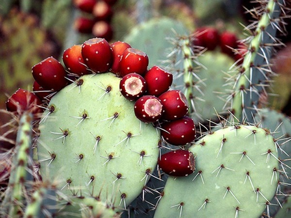  Nhung bi quyet duong toc doc dao tren the gioi-Hinh-7 Jamaica. Các chất dinh dưỡng giúp xương rồng chống chọi cái nắng ở Jamaica cũng sẽ giúp khôi phục tóc bị hư tổn. “Bóc vỏ xương rồng và gội đầu với dầu của chúng, mái tóc sẽ dày và được dưỡng ẩm”.