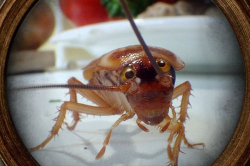 8.000 sinh vat dang song trong nha ban hinh anh