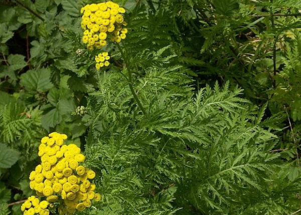 10. Cây cúc ngải là một loại thảo dược có hoa rất hiệu quả trong việc xua đuổi ruồi và chống mối, mọt, kiến, chuột, muỗi… Tuy nhiên, lưu ý trước khi sử dụng cúc ngải để đuổi ruồi vì chúng chứa một loại dầu có thể gây viêm da cho một số người. Ảnh: Wildflowerfinder.