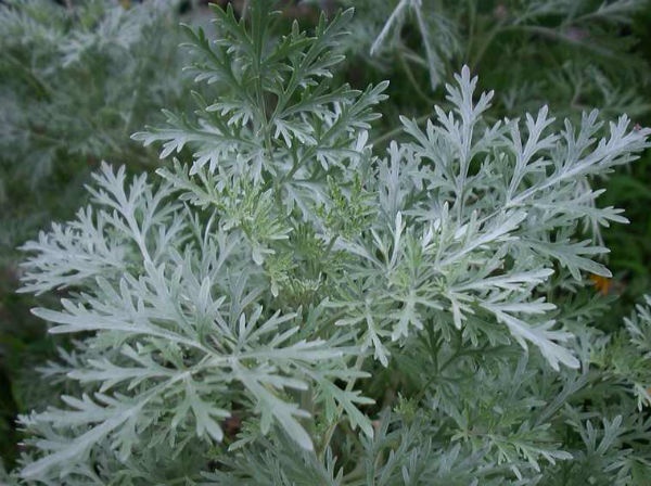 11. Ngải cứu là thảo dược có vị đắng và có khả năng diệt côn trùng, xua đuổi bọ ve, ruồi và bướm đêm. Bạn có thể trồng loại cây này gần cửa ra vào để đuổi ruồi và các loài côn trùng khác. Ảnh: Powerherbsite.