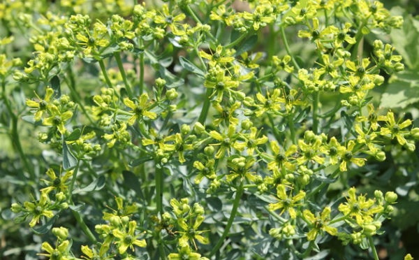 12. Cửu lý hương là loại cây thân gỗ có đặc tính tẩy uế, diệt côn trùng và ruồi (đặc biệt là ruồi giấm) một cách tự nhiên. Ảnh: Flowerspictures.