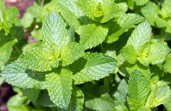 9. Lá bạc hà: Bạn thường dùng thuốc đánh răng để làm dịu vết đốt nhưng có thể chính thành phần bạc hà trong kem đánh răng mới là nhân tố giúp bạn đỡ ngứa. Cảm giác mát lạnh từ bạc hà có tác động tới não bộ nhanh hơn cảm giác ngứa. Với lá bạc hà tươi, bạn cũng nghiền nát và đắp lên vết muỗi đốt.