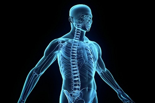 8 bo phan vo dung tren co the nguoi hinh anh