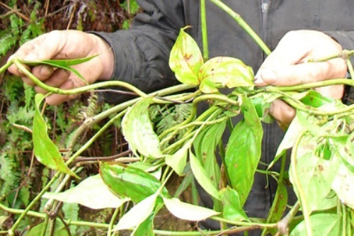 Kha nang giet nguoi cua la ngon hinh anh