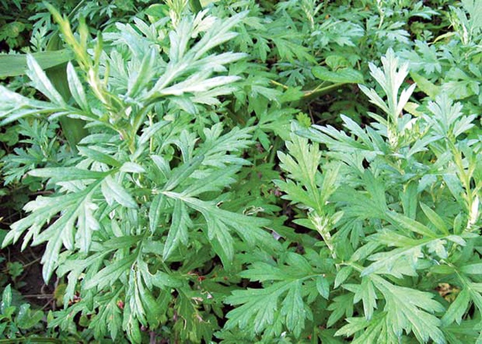 Ngải cứu là thảo dược rất hữu ích trong việc trị hôi nách.