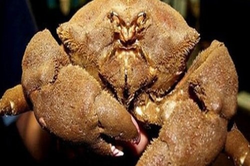 Chat gi trong cua, oc bien gay tu vong? hinh anh