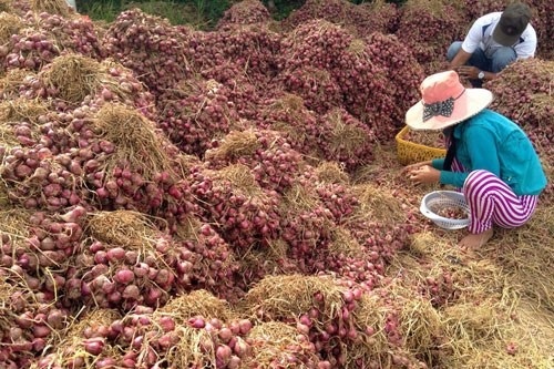 Mot thi xa co 1.200 nguoi mu: Hanh tim co phai thu pham hinh anh