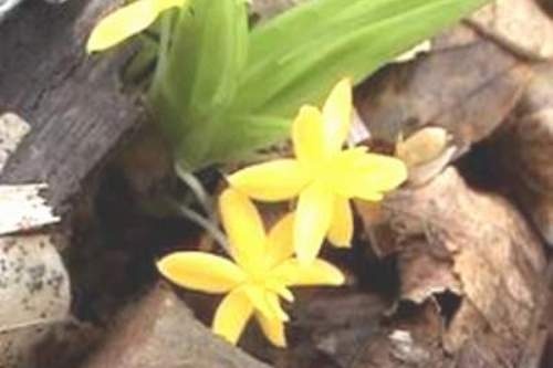 Tien mao, 'thuoc tien' cho quy ong hinh anh