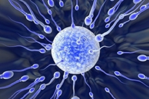 Tai sao tinh trung biet 'boi'? hinh anh