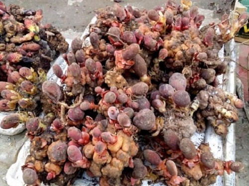 Hình ảnh cây nấm ngọc cẩu.