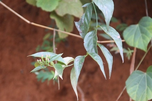 La ngon chua benh ung thu? hinh anh