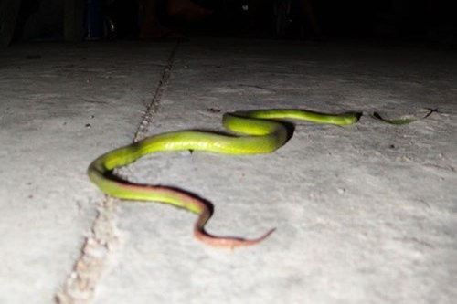 Bi ran doc can, can den ngay benh vien nao? hinh anh