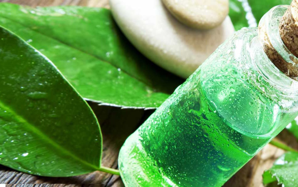 Tinh dầu trà xanh: Có chứa các chất sát khuẩn, chống viêm vì thế có khả năng làm dịu các nốt mụn rất nhanh. Bạn nên pha loãng tinh dầu trà xanh với dầu oliu sau đó chấm lên đốm mụn. Kết quả sẽ mang lại làn da sạch bóng cho bạn sau 2 tuần thực hiện liên tiếp. Nếu sở hữu da dầu, bạn có thể thay dầu oliu bằng một thìa gel lô hội cũng có tác dụng tương tự.